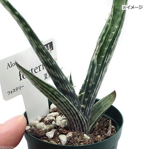 すべての美しい花の画像 心に強く訴える医者 いら ず 植物