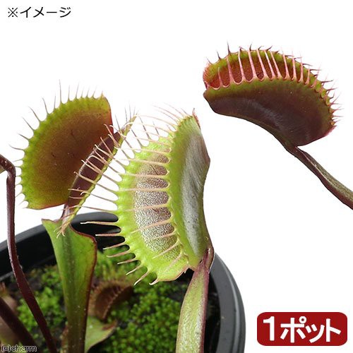 食虫植物 ハエトリソウ ロイヤルレッド ３号 １ポット の通販はau Pay マーケット チャーム 商品ロットナンバー