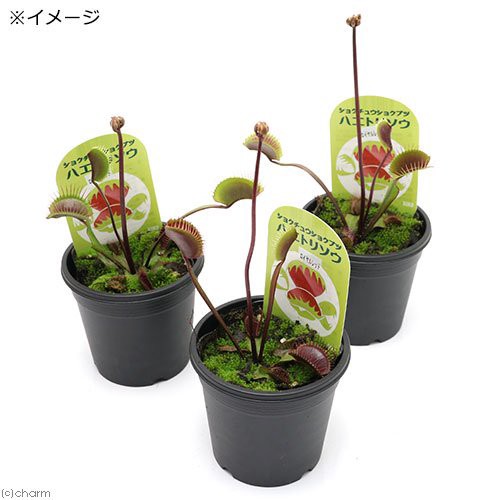 食虫植物 ハエトリソウ ロイヤルレッド ３号 １ポット の通販はau Pay マーケット チャーム 商品ロットナンバー