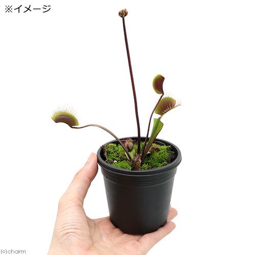 食虫植物 ハエトリソウ ロイヤルレッド ３号 １ポット の通販はau Pay マーケット チャーム 商品ロットナンバー