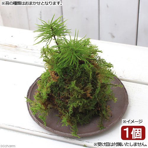 トップレート 苔玉盆栽 花のイメージのコレクション