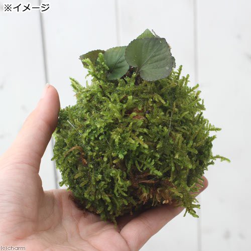 盆栽 苔玉 スミレ 品種おまかせ ３個 観葉植物 コケ玉 休眠株 の通販はau Wowma ワウマ チャーム 商品ロットナンバー