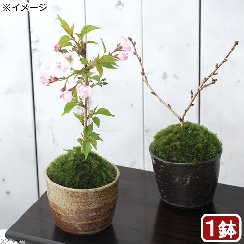 山野草 苔盆栽 サクラ 桜 御殿場桜 穴有益子焼植木鉢 還元 １鉢