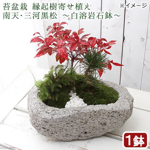 盆栽 苔盆栽 縁起樹とヒノキゴケ寄せ植え 南天 三河黒松 白溶岩石鉢 １鉢 休眠株 の通販はau Wowma ワウマ チャーム 商品ロットナンバー