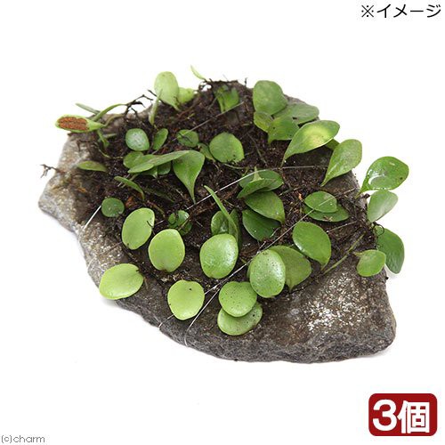 観葉植物 苔 テラ向け マメヅタ付き輝板石 １０ｃｍ前後 ３個 の通販はau Pay マーケット チャーム 商品ロットナンバー