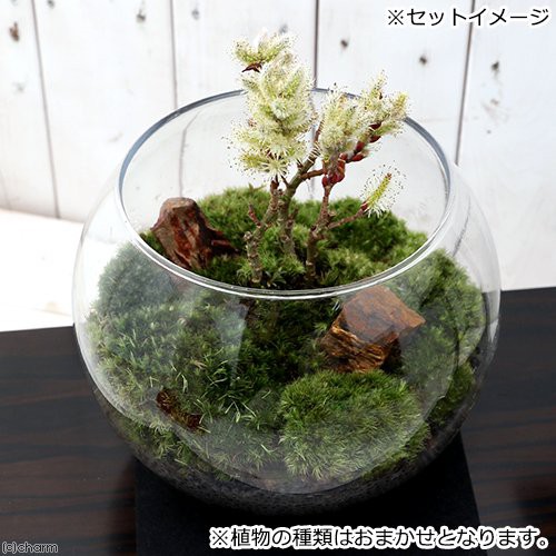 観葉植物 苔ｔｅｒｒａｒｉｕｍ 和景レイアウトセット おまかせ小品盆栽苗 説明書付の通販はau Pay マーケット チャーム 商品ロットナンバー