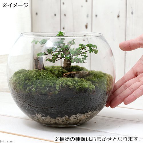 観葉植物 苔ｔｅｒｒａｒｉｕｍ 和景レイアウトセット おまかせ小品盆栽苗 説明書付の通販はau Pay マーケット チャーム 商品ロットナンバー