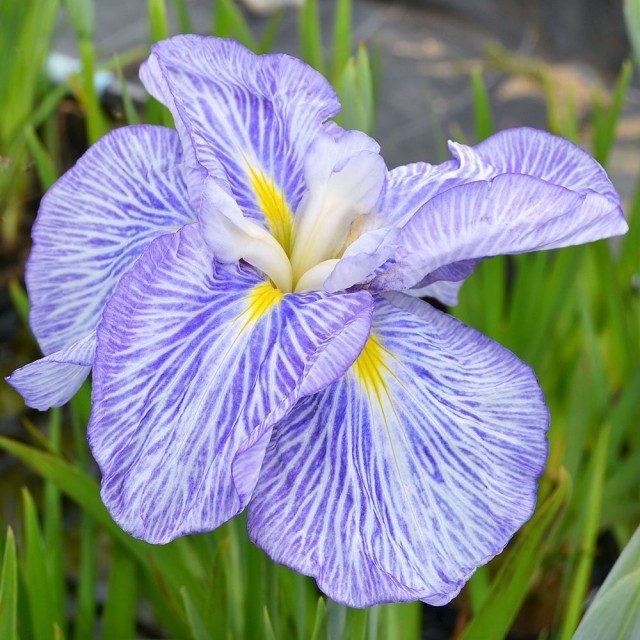 即納最大半額 ビオトープ 水辺植物 花菖蒲 新浜扇 シンハマオウギ 肥後系青紫地白脈大輪六英花 １ポット 休眠株 包装無料 送料無料