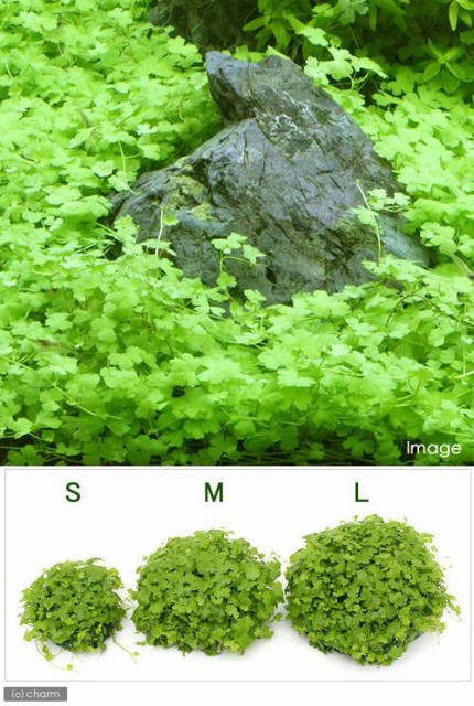 水草 巻きたて オーストラリアン ノチドメムーン ｌサイズ 無農薬 １個 の通販はau Pay マーケット チャーム 商品ロットナンバー