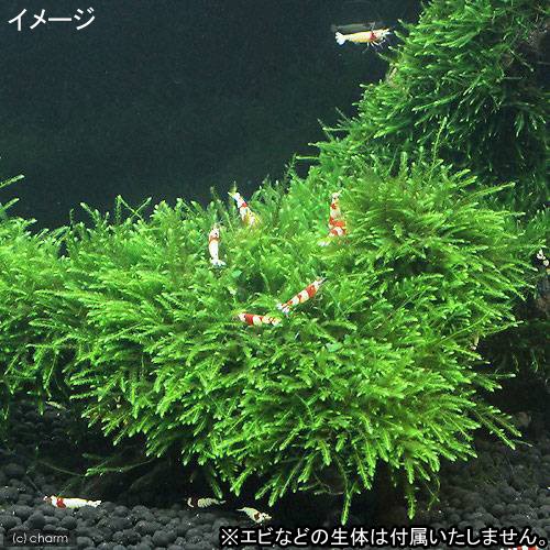 水草 育成済 ジャイアント南米ウィローモス 流木 ｍサイズ 約２０ｃｍ 無農薬 ３本 沖縄別途送料の通販はau Pay マーケット チャーム 商品ロットナンバー