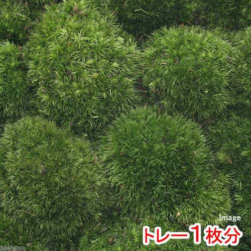 観葉植物 苔 半トレー ヤマゴケ ホソバオキナゴケ アラハシラガゴケ トレー１枚分 ３６ ２７ｃｍの通販はau Pay マーケット チャーム 商品ロットナンバー