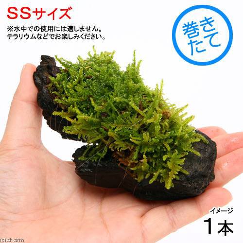 観葉植物 苔 テラ向け ハイゴケ付流木 ｓｓサイズ 約１０ｃｍ １本 の通販はau Pay マーケット チャーム 商品ロットナンバー