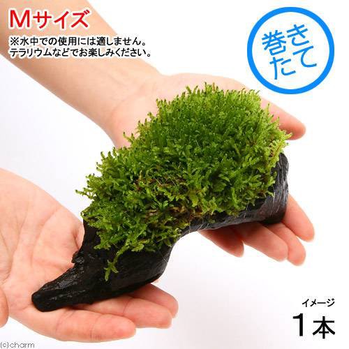 観葉植物 苔 テラ向け ハイゴケ付流木 Mサイズ 約cm 1本 Gebr