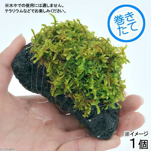 観葉植物 苔 テラ向け ハイゴケ付溶岩石 ｓサイズ 約８ １０ｃｍ １個 の通販はau Pay マーケット チャーム 商品ロットナンバー