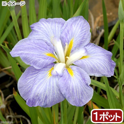 輝く高品質な ビオトープ 水辺植物 花菖蒲 青根 アオネ 肥後系薄青紫花 １ポット 休眠株 目玉 送料無料 Sportsclubnaples Org