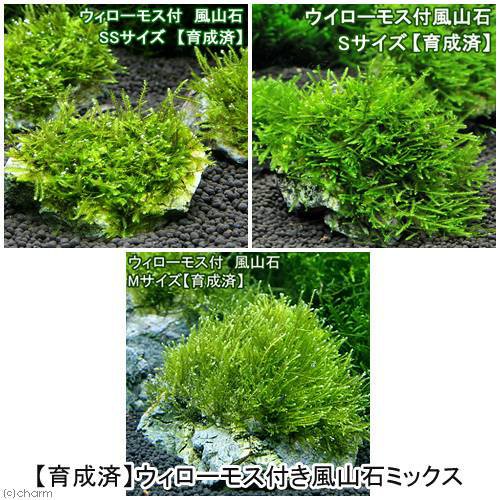 アウトレット通販店 水草 育成済 ウィローモス 風山石 ｓｓ ｓ ｍ サイズミックス 水中葉 無農薬 ５個 沖縄別途送料 北海道航空便要保温 クリアセール Student Semnasif Upnyk Ac Id