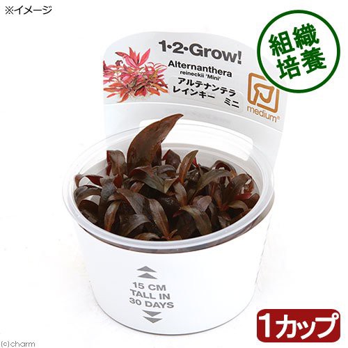 水草 組織培養１ ２ ｇｒｏｗ アルテルナンテラ レインキー ミニ トロピカ製 無農薬 １カップ 北海道航空便要保温の通販はau Wowma ワウマ チャーム 商品ロットナンバー