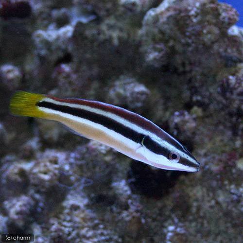 海水魚 イエローテールクリーナーラス １匹 北海道航空便要保温の通販はau Pay マーケット チャーム 商品ロットナンバー