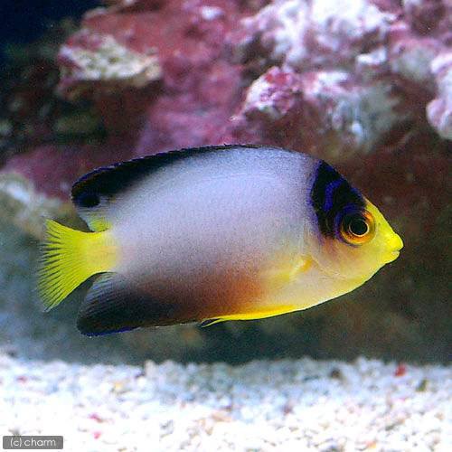 海水魚 ヤッコ マルチカラーエンゼル １匹 北海道航空便要保温 沖縄別途送料の通販はau Pay マーケット チャーム 商品ロットナンバー