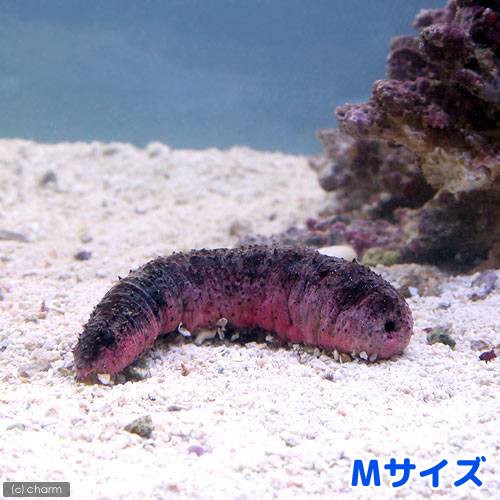 海水魚 ナマコ アカミシキリ ｍサイズ １匹 北海道 九州航空便要保温の通販はau Pay マーケット チャーム 商品ロットナンバー