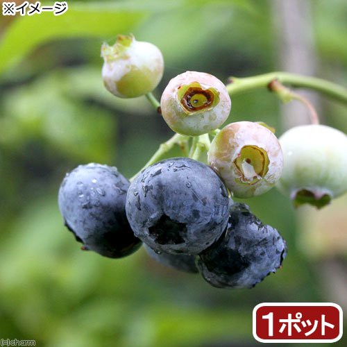 観葉植物 果樹苗 ブルーベリー あまつぶ星 ハイブッシュ系 ５号 １ポット 家庭菜園 北海道冬季発送不可の通販はau Wowma ワウマ チャーム 商品ロットナンバー