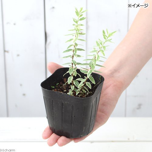 観葉植物 ハーブ苗 マートル 斑入りドワーフマートル ３号 １ポット 家庭菜園の通販はau Pay マーケット チャーム 商品ロットナンバー