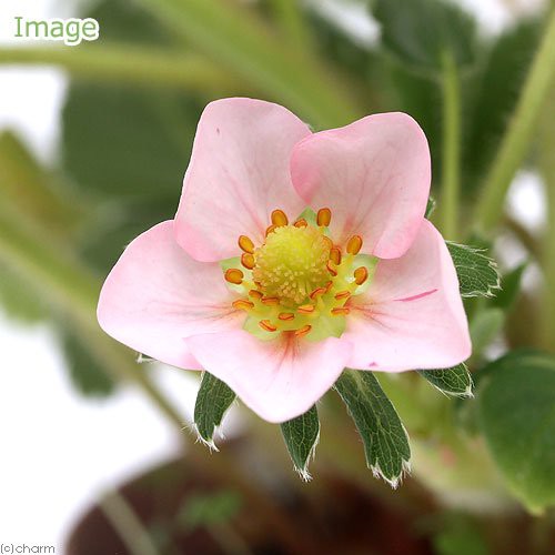 観葉植物 ハーブ苗 ワイルドストロベリー ピンクパンダ ３号 １ポット 家庭菜園 北海道冬季発送不可の通販はau Wowma ワウマ チャーム 商品ロットナンバー