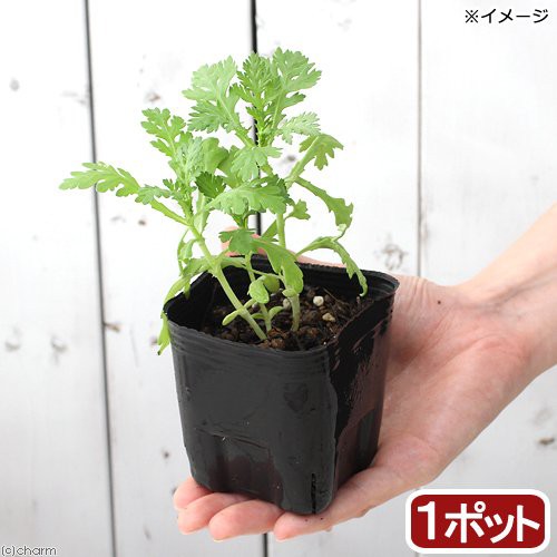 観葉植物 ハーブ苗 スープセロリ 定番から日本未入荷 ３号 １ポット 北海道冬季発送不可 家庭菜園