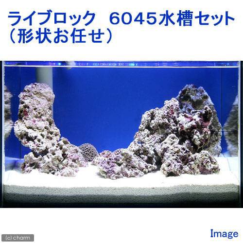 驚きの値段 海水魚 ライブロック ６０４５水槽セット １セット 形状お任せ 沖縄別途送料 北海道 九州航空便要保温 お1人様1点限り Ihmc21 Com