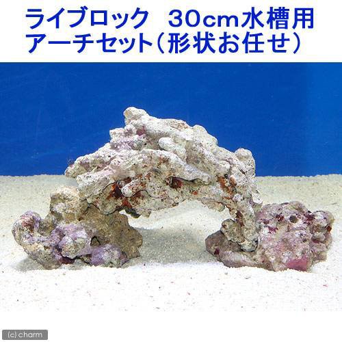 Sale 公式 海水魚 ライブロック ３０ｃｍ水槽用アーチセット 形状お任せ 北海道航空便要保温 人気第6位 Carlavista Com