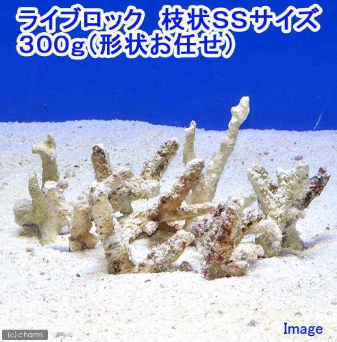 海水魚 ライブロック 枝状ｓｓサイズ ３００ｇ 形状お任せ 北海道航空便要保温の通販はau Pay マーケット チャーム 商品ロットナンバー