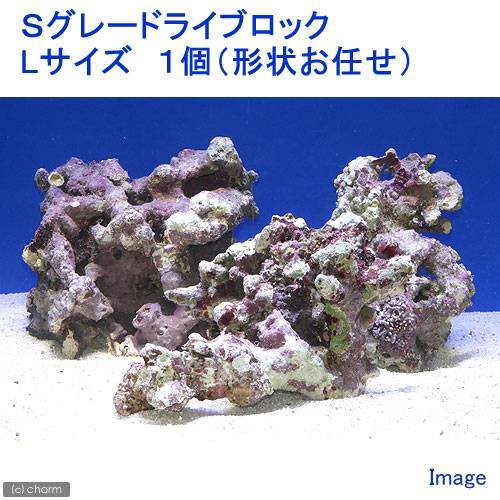 セール30 Off 海水魚 ｓグレードライブロック ｌサイズ １個 形状お任せ 北海道航空便要保温 目玉 送料無料 Www The Virtual It