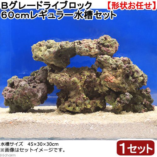 沖縄別途送料 観賞魚 通販 海水魚 ｂグレードライブロック 生体 北海道 九州航空便要保温 ６０ｃｍレギュラー水槽セット １セット 形状お任せ