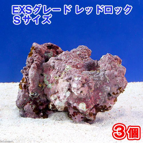 圧倒的高評価 海水魚 ライブロック ｅｘｓグレード レッドロック ｓサイズ ３個 形状お任せ 北海道航空便要保温 沖縄別途送料 50 Off Speufpel Com