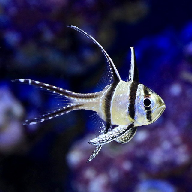 海水魚 プテラポゴン カウデルニー １匹 北海道 九州 沖縄航空便要保温の通販はau Pay マーケット チャーム 商品ロットナンバー 276