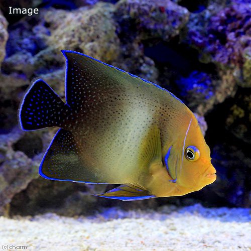 海水魚 ヤッコ サザナミヤッコ 成魚 １匹 北海道 九州航空便要保温 沖縄別途送料 Indacrilicos Com Br