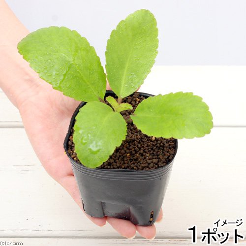 観葉植物 ペットリーフ マザーリーフの苗 ３号 無農薬 １ポット リクガメ カメ 餌 おやつ 北海道冬季発送不可の通販はau Wowma ワウマ チャーム 商品ロットナンバー