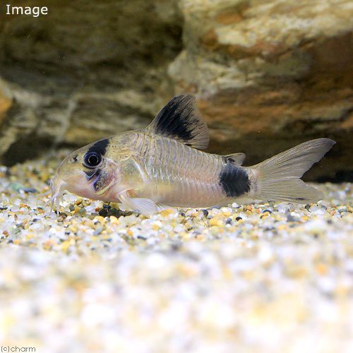 熱帯魚 コリドラス パンダ ワイルド ３匹 北海道 九州 沖縄航空便要保温の通販はau Wowma ワウマ チャーム 商品ロットナンバー