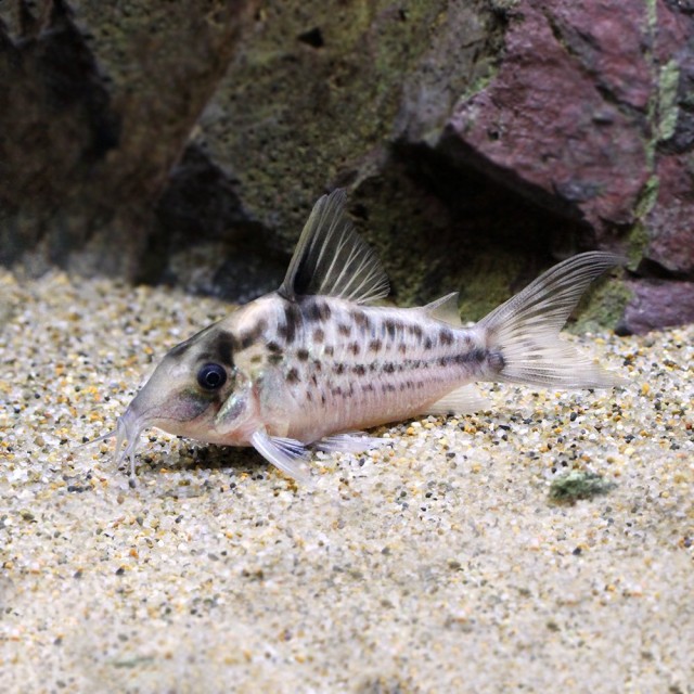 北海道 九州 沖縄航空便要保温 生体 ネットショッピング 熱帯魚 コリドラス ロングノーズエヴェリナエ ワイルド １匹 沖縄別途送料 北海道 九州 沖縄航空便要保温