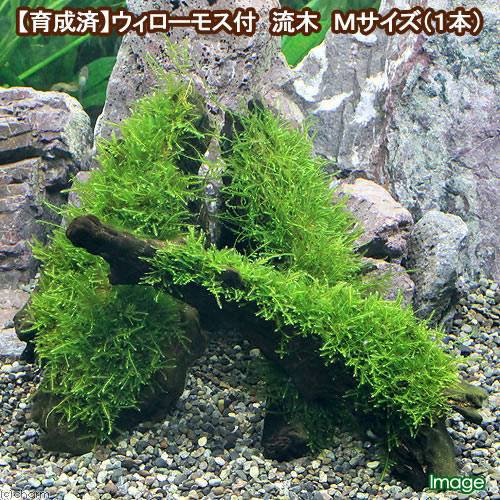 水草 育成済 ウィローモス 流木 ｍサイズ 約２０ｃｍ 無農薬 １本 の通販はau Pay マーケット チャーム 商品ロットナンバー