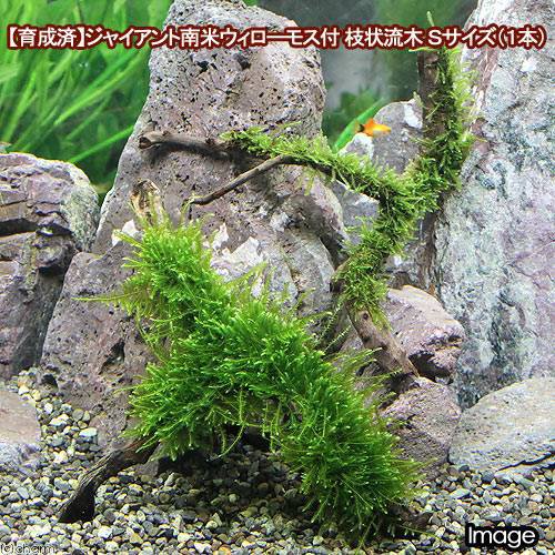 水草 育成済 ジャイアント南米ウィローモス 枝状流木 ｓサイズ 約１０ｃｍ 無農薬 １本 の通販はau Pay マーケット チャーム 商品ロットナンバー