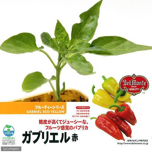 観葉植物 デルモンテ 野菜苗 パプリカ ガブリエル 赤 フルーティーパプリカ ３号 １ポット 家庭菜園の通販はau Wowma ワウマ チャーム 商品ロットナンバー