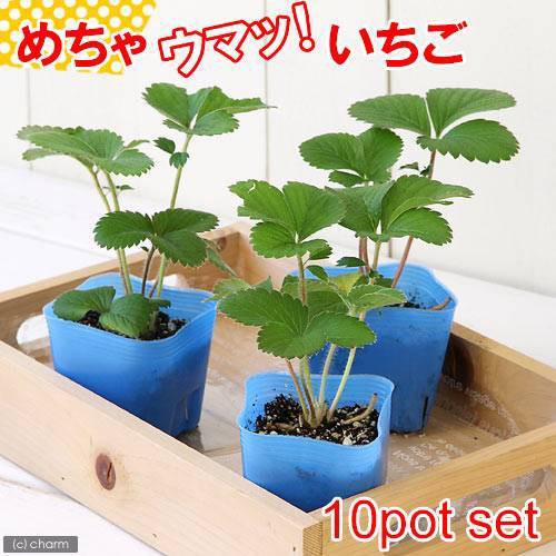 観葉植物 デルモンテ 野菜苗 イチゴ めちゃウマッ いちご 四季成り ３号 １０ポット 家庭菜園の通販はau Wowma ワウマ チャーム 商品ロットナンバー