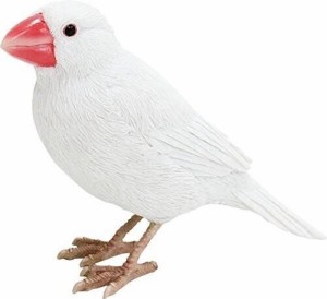 マグネット BIRDIE BILLバーディビル WHITE JAVA SPARROW 1686 ホワイト