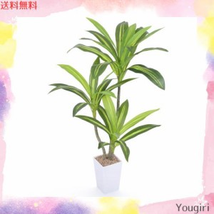 観葉 植物 ドラセナの通販｜au PAY マーケット｜2ページ目