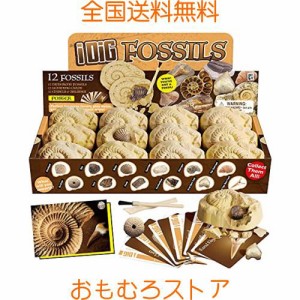 XXTOYS 化石発掘キット 化石標本 化石 発掘 キット 天然化石 発掘セット 発掘おもちゃ サメの歯 12個セット 古生物学 子供 プレゼント ギ