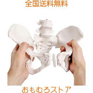 Evotech Scientificフレキシブル女性骨盤モデル、臀部モデル、実物大、女性骨盤骨格モデル、医療品質、科学教室研究展示解剖学モデル