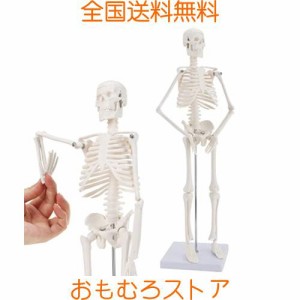 RONTEN 人体模型 45ｃｍ ミニ 人体骨格模型 LEEKEY 骨格標本 プラスチック 直立型スタンド 骨格モデル 骨格模型 取り外し可能 解剖学 教