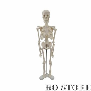TJQ 人体模型 おもちゃ 骨格模型 全身 骸骨 教材 学習【7箇所の関節が自由に可動】