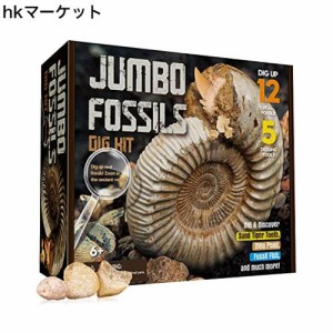 XXTOYS 化石 発掘 キット 化石標本 クリスマス 天然化石 コレクション 化石発掘キット サメの歯 発掘おもちゃ 12個セット 古生物学 子供 